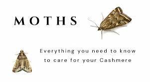 How to Protect Cashmere Shawls from Moths