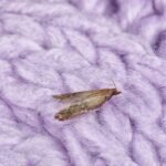 How to Protect Cashmere Shawls from Moths