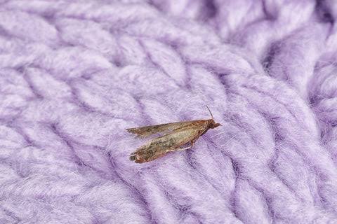 How to Protect Cashmere Shawls from Moths