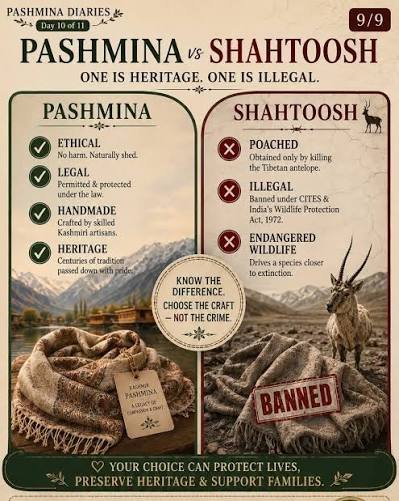 pashmina vs shahtoosh - essential differences